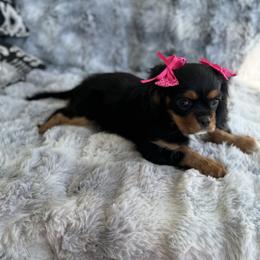 Cavalier King Charles Spaniel Puppies from Mydee Cavaliers