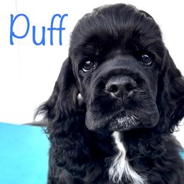 Cocker Spaniel and English Cocker Spaniel Puppies from Jesselle Cocker Spaniels