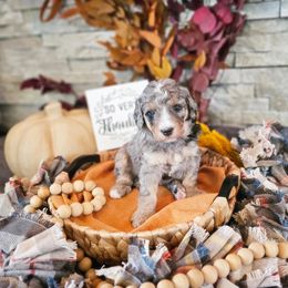 Bernedoodle Puppies from Whispering Aspen Homestead