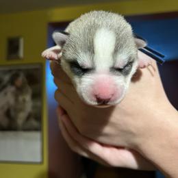 Aspen - Gray and white male Siberian Husky puppy in Amery, Wisconsin from Sovereign Siberians