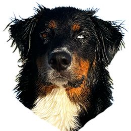 Bronco - Australian Shepherd