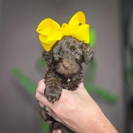 Holly - Chocolate female Double Doodle puppy in Cleveland, Tennessee from Edgewater Doodles & Designer Pups