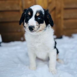 Ollie - Blue merle male Miniature Australian Shepherd puppy in Cumberland, Wisconsin from Homestead Doxies & Shepherds LLC