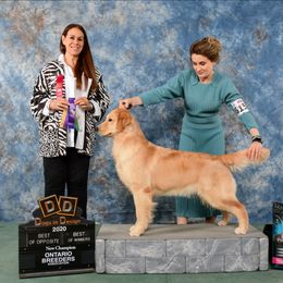 Golden Retriever and Siberian Husky All Grown Up from Nevani Goldens
