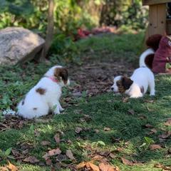 Nederlandse Kooikerhondje Puppies from Sunshine Kooikers
