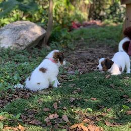 Nederlandse Kooikerhondje Puppies from Sunshine Kooikers