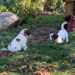 Nederlandse Kooikerhondje Puppies from Sunshine Kooikers