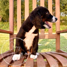Espresso (Brown) - Tri-color male Bernedoodle puppy in Rockwall, Texas from Glory Doodles