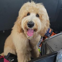 Labradoodle All Grown Up from Faulkner Doodles