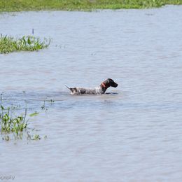 German Shorthaired Pointer All Grown Up from Twin Gabels GSPs
