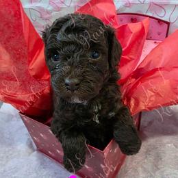 Carbon - Brown and white female Aussiedoodle puppy in Loveland, Colorado from A&L Ranch Aussiedoodles