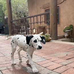 Aphrodite - White and black female Dalmatian puppy in Albuquerque, New Mexico from Storm & Blue's Dalmatian Pups