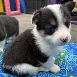 Boy 1 - Black and white male American Corgi puppy in Scottown, Ohio from Wyndy Ridge Corgis