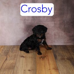 Crosby - Phantom male Goldendoodle puppy in Calhoun, Georgia from Happy Top Doodles