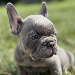 Mochi - Tricolors male French Bulldog puppy in Monrovia, Maryland from Frederick Frenchies