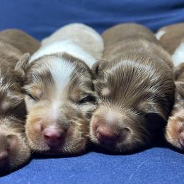 Dachshund puppies from Cashmere Crown Mini Dachshunds