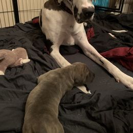 Great Dane Puppies from Shadow Veil Dane’s