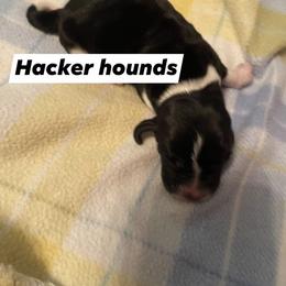 Basset Hound Puppies from Hacker hounds