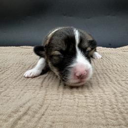 Sheperd - Sable male Pembroke Welsh Corgi puppy in Elberta, Utah from 3F Farms- Pembroke Welsh Corgis and Irish Wolfhounds