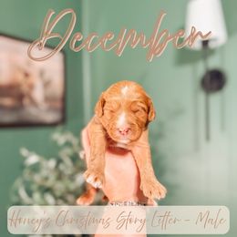 December - Red male Cavapoo puppy in Colcord, Oklahoma from Copper Lane Aussies, Doodles & Cavapoos