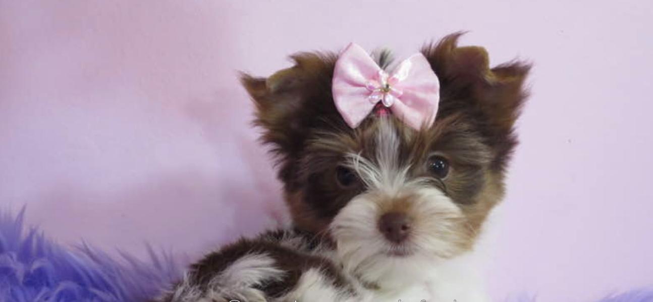 Exquisite Dancing Yorkie for Sale in Nebraska Yorkshire Terrier