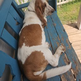 Basset Hound All Grown Up from Hazard Hound Kennels