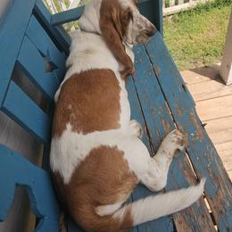 Basset Hound All Grown Up from Hazard Hound Kennels
