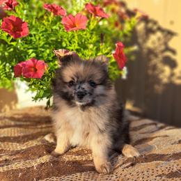 Pomeranian Puppies from Tonia's Pomeranians
