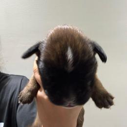 Male (black) - Fawn male Boxer puppy in Jamesville, New York from Reynolds Homestead Boxers