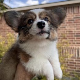 "Chicken (Ashe X Qirin)" Pembroke Welsh Corgi Puppies from Ohana Corgis Inc