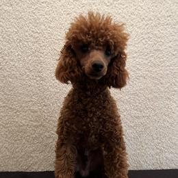 Bentley - Poodle
