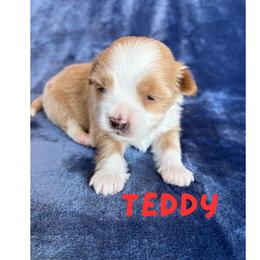 Boy 1 - male Havanese puppy in Fielding, Utah from LUCKY HAVANESE