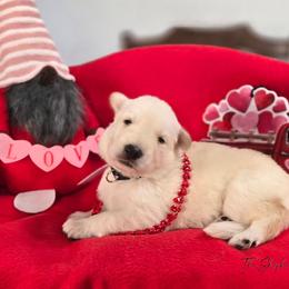 Boy 5 - White male German Shepherd puppy in Matteson, Illinois from The Shepherds View