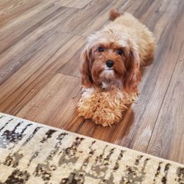 Teddy - Cavapoo