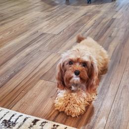 Teddy - Cavapoo