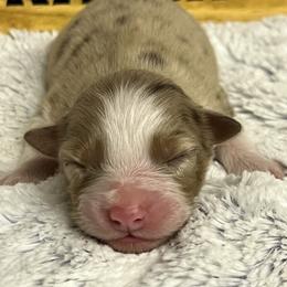 Rmm 2 - Red merle male Australian Shepherd puppy in Magee, Mississippi from Paint ByNumbers Ranch