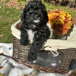Maltipoo Puppies from Awwws&Pawws