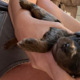 Aussiedoodle Puppies from Steen Ranch Doodles