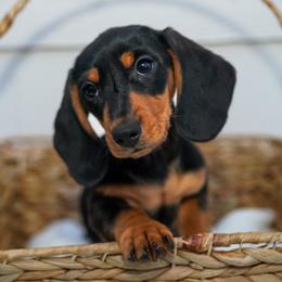 Jan - Black and tan female Dachshund puppy in Temecula, California from Naomi Magee's Dachshund Kennel