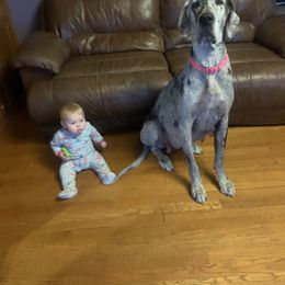 Great Danes from Top Notch K & K Farms