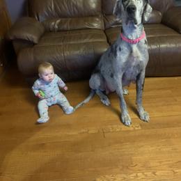 Great Danes from Top Notch K & K Farms