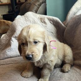 Girl 1 - Dark golden female Golden Retriever puppy in Berea, Kentucky from Lucky Golden Ranch