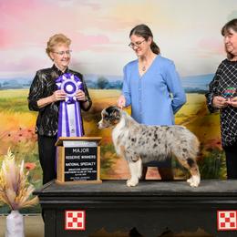 Flicker - Miniature American Shepherd