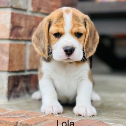 Lola - Black tan and white female Beagle puppy in Mansfield, Missouri from Rippee Creek Kennel