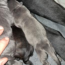 Girl 1 - Gray female Cane Corso puppy in Clarksburg, West Virginia from West By God Virginia Cane Corso