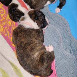Boxer Puppies from BUTTERFLYS BOXERS