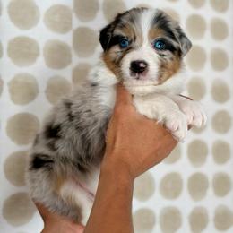 Cypress - Blue merle male Australian Shepherd puppy in Salinas, California from AA Aussies