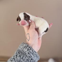 Chocolate tan. Will gain ticking - Piebald female Dachshund puppy in Madison, Wisconsin from SK Miniature   Dachshunds