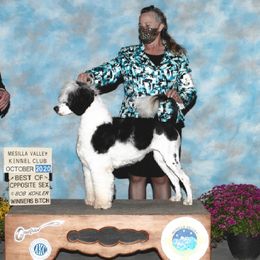 Moo - Portuguese Water Dog