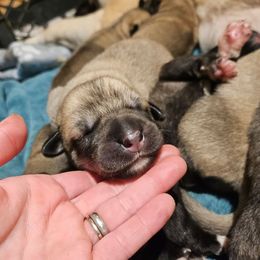 Anatolian Shepherd Dog Puppies from Homestead Heaney